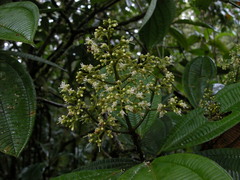 Miconia nutans