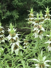 Monarda punctata punctata