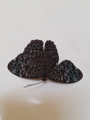 Hamadryas atlantis lelaps