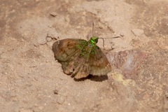 Gorgopas trochilus