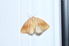 Tortricidia testacea