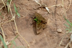 Gorgopas trochilus