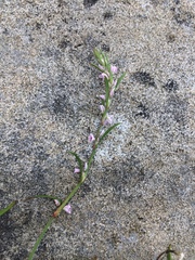 Polygonum spergulariiforme
