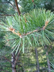 Pinus sylvestris