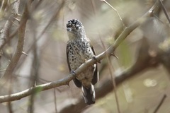 Picumnus dorbignyanus