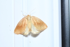 Tortricidia testacea