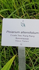 Ploiarium elegans