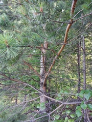 Pinus sylvestris