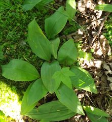 Convallaria keiskei