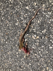 Aspidoscelis angusticeps