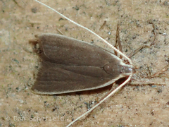 Lecithocerinae