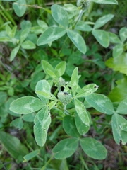 Trifolium pratense
