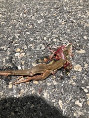 Aspidoscelis angusticeps