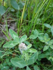 Trifolium pratense