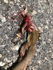 Aspidoscelis angusticeps