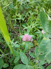 Trifolium pratense