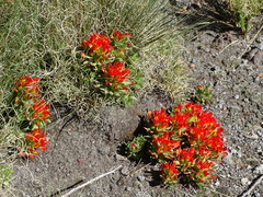 Castilleja tolucensis