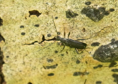 Grammoptera