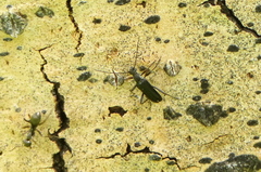 Grammoptera