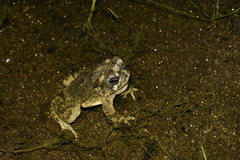 Anaxyrus californicus