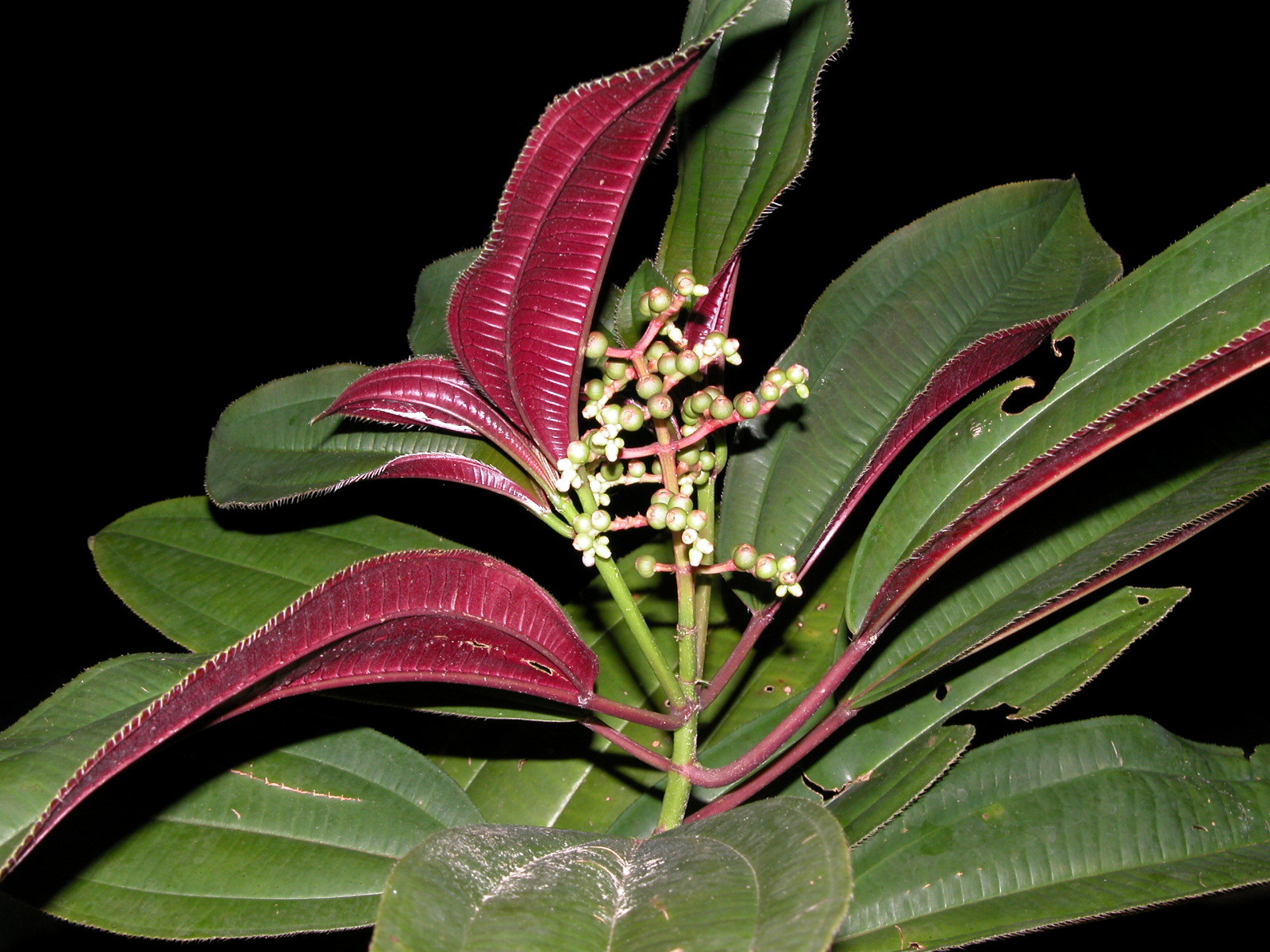 Miconia oinochrophylla image