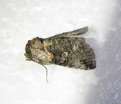 Abrostola microvalis