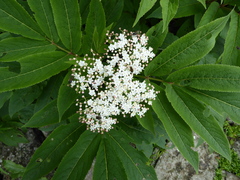 Sambucus adnata