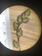 Carex foenea