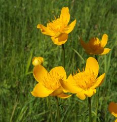 Trollius chinensis