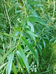 Salix