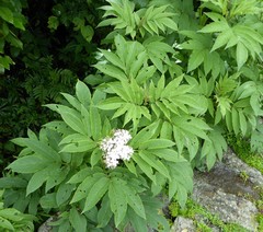 Sambucus adnata