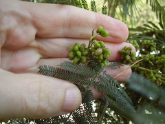 Dasineura rubiformis