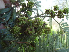 Dasineura rubiformis