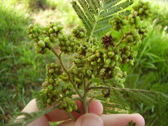 Dasineura rubiformis