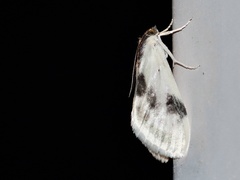 Cliniodes ostreonalis
