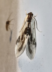 Cliniodes ostreonalis