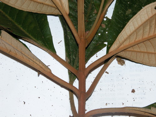 Image of Auquey (Miconia punctata) by (c) Eduardo Chacón Madrigal, some rights reserved (CC BY)