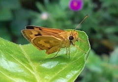 Taractrocera archias quinta