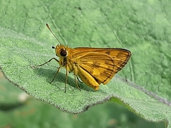 Taractrocera archias quinta