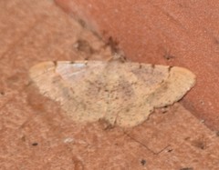 Frederickia flaviterminata