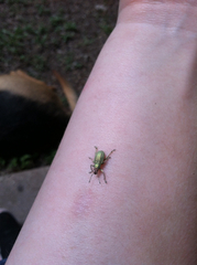 Compsus auricephalus