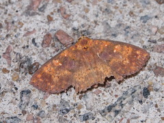 Sarobides inconclusa