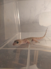 Hemidactylus turcicus