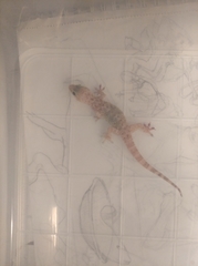Hemidactylus turcicus
