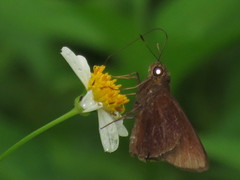 Caltoris malaya