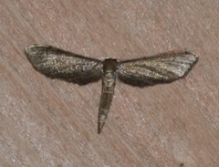 Protoproutia laredoata
