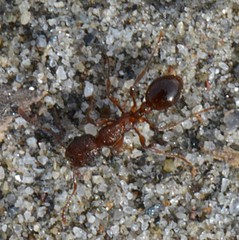 Myrmica brevispinosa