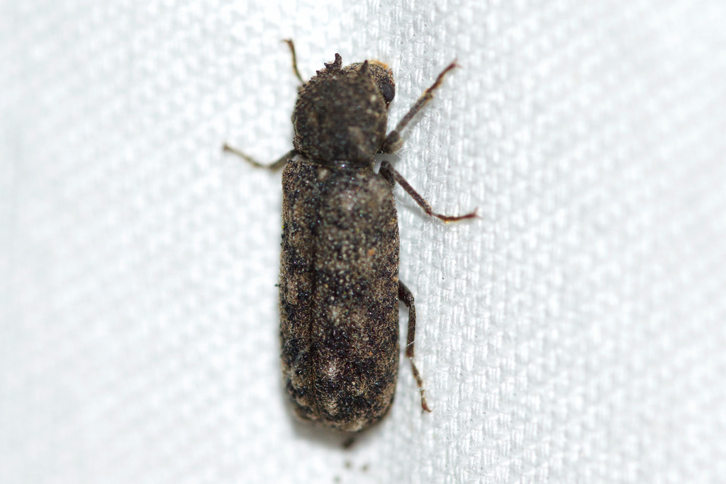 Lichenophanes armiger