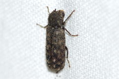 Lichenophanes armiger