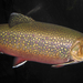 Brook Trout - Photo (c) James St. John, some rights reserved (CC BY)